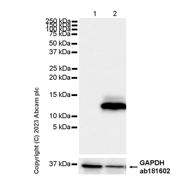 Western blot - Anti-MCP1 antibody [RM1100] - BSA and Azide free (AB315479)