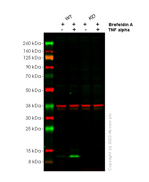 Western blot - Anti-MCP1 antibody [RM1100] - BSA and Azide free (ab315479), expandable thumbnail