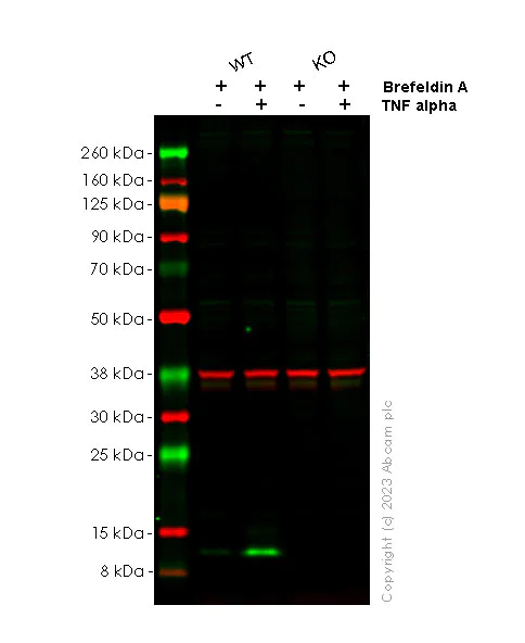 Western blot - Anti-MCP1 antibody [RM1100] - BSA and Azide free (AB315479)