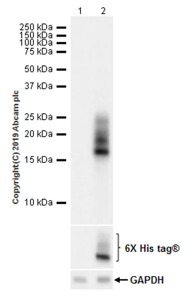 Western blot - Anti-MCP3 antibody [EPR22649-155] (AB228979)