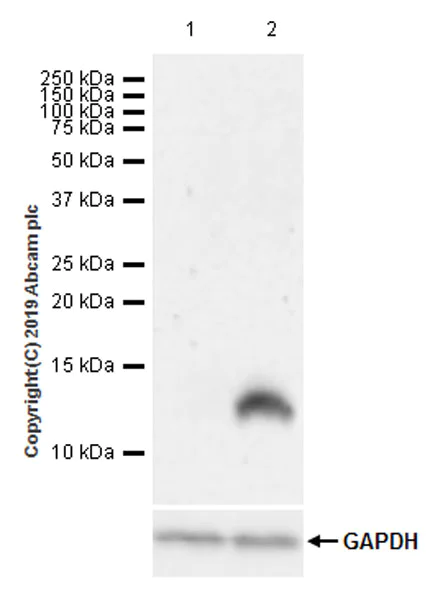 Western blot - Anti-MCP3 antibody [EPR22649-155] (AB228979)