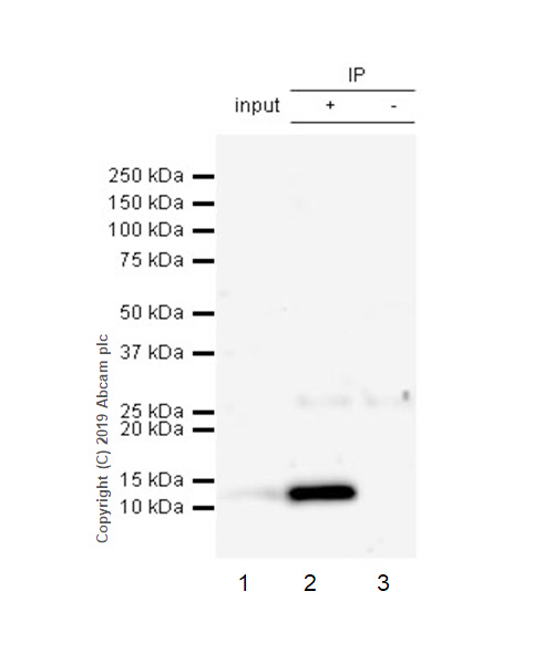 Immunoprecipitation - Anti-MCP3 antibody [EPR22649-155] - BSA and Azide free (AB256821), expandable thumbnail