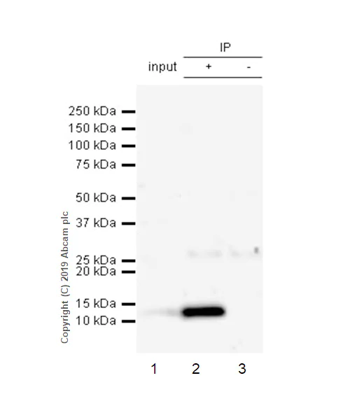 Immunoprecipitation - Anti-MCP3 antibody [EPR22649-155] - BSA and Azide free (AB256821)