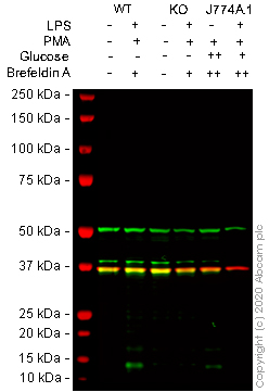 Western blot - Anti-MCP3 antibody [EPR22649-155] - BSA and Azide free (AB256821), expandable thumbnail