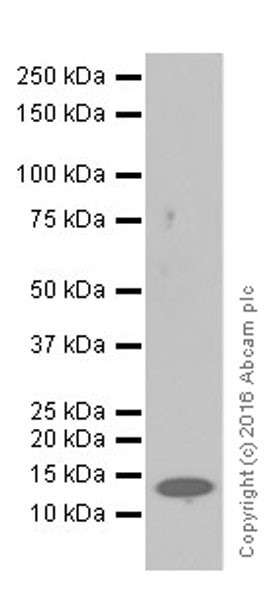 Western blot - Anti-MCP4 antibody [EPR19877] - BSA and Azide free (AB251454), expandable thumbnail