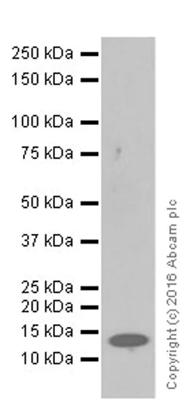 Western blot - Anti-MCP4 antibody [EPR19877] - BSA and Azide free (AB251454)