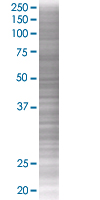 MCP4 overexpression 293T lysate (whole cell)