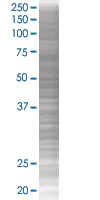 SDS-PAGE - MCP4 overexpression 293T lysate (whole cell) (AB94142)