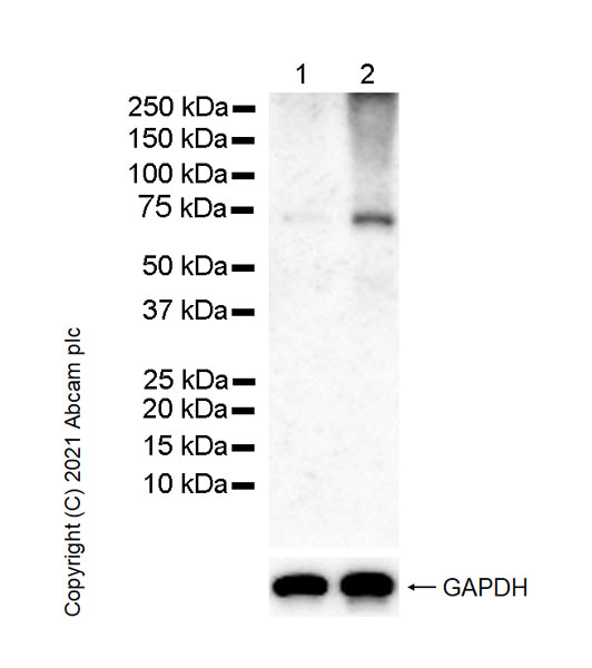 Western blot - Anti-MCPIP1 antibody [15D11] (AB252879), expandable thumbnail