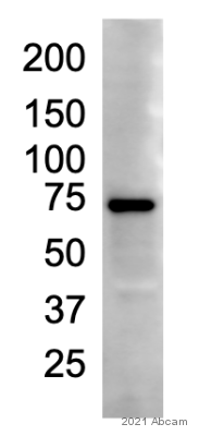 Western blot - Anti-MCPIP1 antibody [15D11] (AB252879), expandable thumbnail