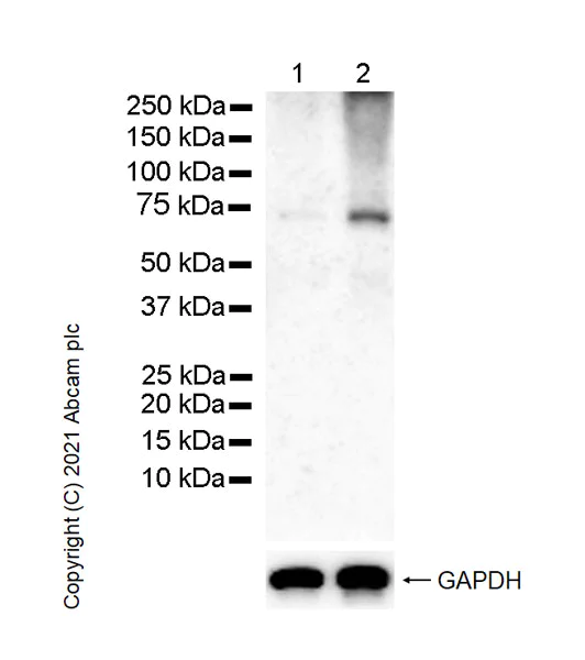 Western blot - Anti-MCPIP1 antibody [15D11] - BSA and Azide free (AB255884)