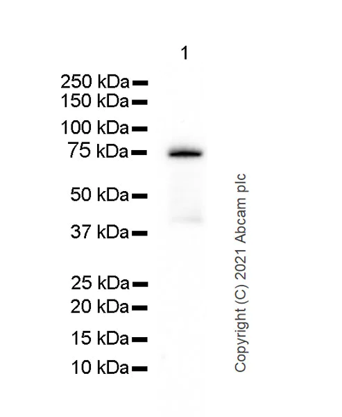Western blot - Anti-MCPIP1 antibody [15D11] - BSA and Azide free (AB255884)