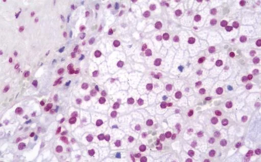 Immunohistochemistry (Formalin/PFA-fixed paraffin-embedded sections) - Anti-MCPIP1 antibody (AB230502)