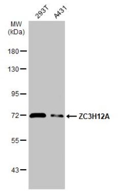 Western blot - Anti-MCPIP1 antibody (AB97910), expandable thumbnail