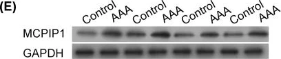 Western blot - Anti-MCPIP1 antibody (AB97910)