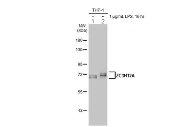 Western blot - Anti-MCPIP1 antibody (AB97910)