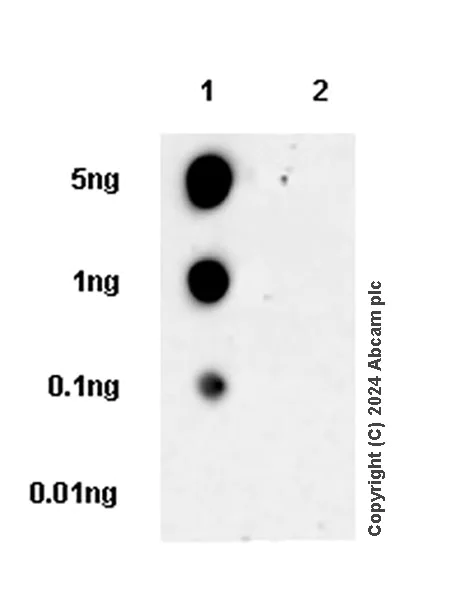Dot Blot - Anti-MCPIP1 antibody [EPR26062-59] (AB315877)