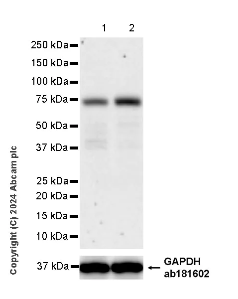 Western blot - Anti-MCPIP1 antibody [EPR26062-59] (AB315877)