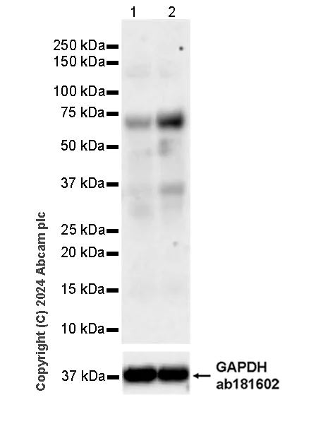 Western blot - Anti-MCPIP1 antibody [EPR26062-59] (AB315877)