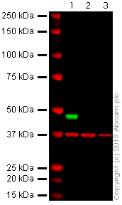 Western blot - Anti-MCPyV_gp3 large T antigen antibody [Ab3] (AB202866)
