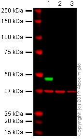 Western blot - Anti-MCPyV_gp3 large T antigen antibody [Ab3] - BSA and Azide free (AB269582)