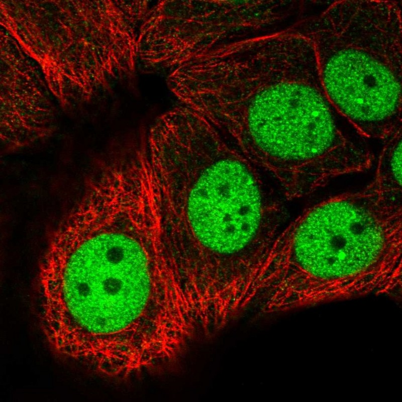 Immunocytochemistry/ Immunofluorescence - Anti-MCRS1/MSP58 antibody (AB247013), expandable thumbnail