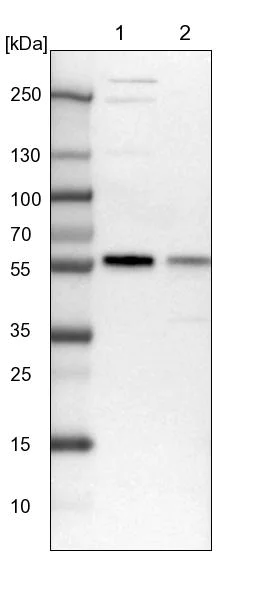 Western blot - Anti-MCRS1/MSP58 antibody (AB247013)