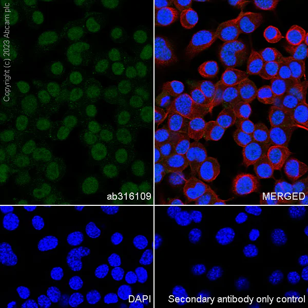 Immunocytochemistry/ Immunofluorescence - Anti-MCRS1/MSP58 antibody [EPR27229-81] (AB316109)
