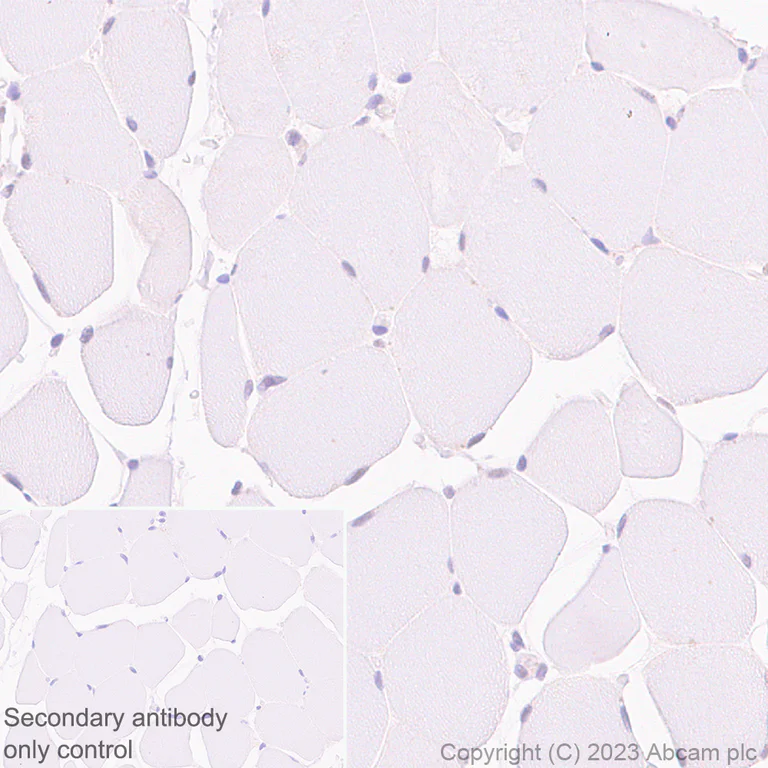 Immunohistochemistry (Formalin/PFA-fixed paraffin-embedded sections) - Anti-MCRS1/MSP58 antibody [EPR27229-81] (AB316109)