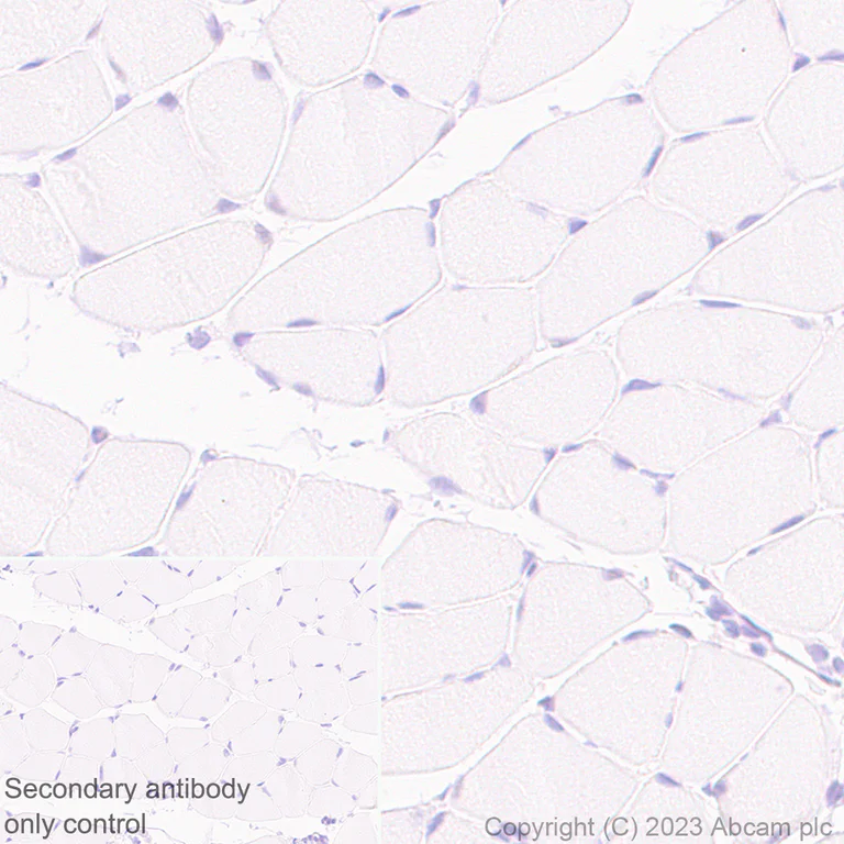 Immunohistochemistry (Formalin/PFA-fixed paraffin-embedded sections) - Anti-MCRS1/MSP58 antibody [EPR27229-81] (AB316109)