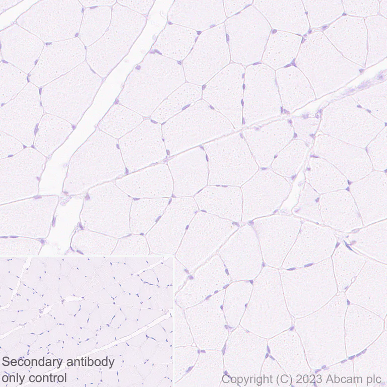 Immunohistochemistry (Formalin/PFA-fixed paraffin-embedded sections) - Anti-MCRS1/MSP58 antibody [EPR27229-81] (AB316109)