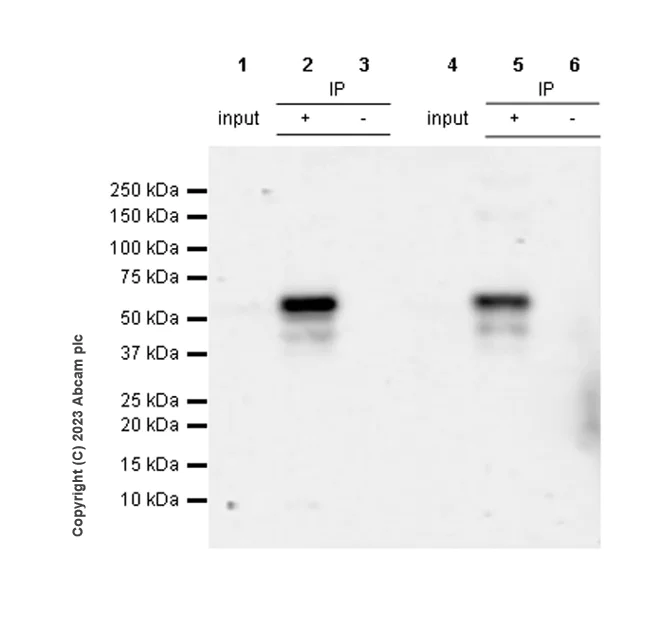 Immunoprecipitation - Anti-MCRS1/MSP58 antibody [EPR27229-81] (AB316109)