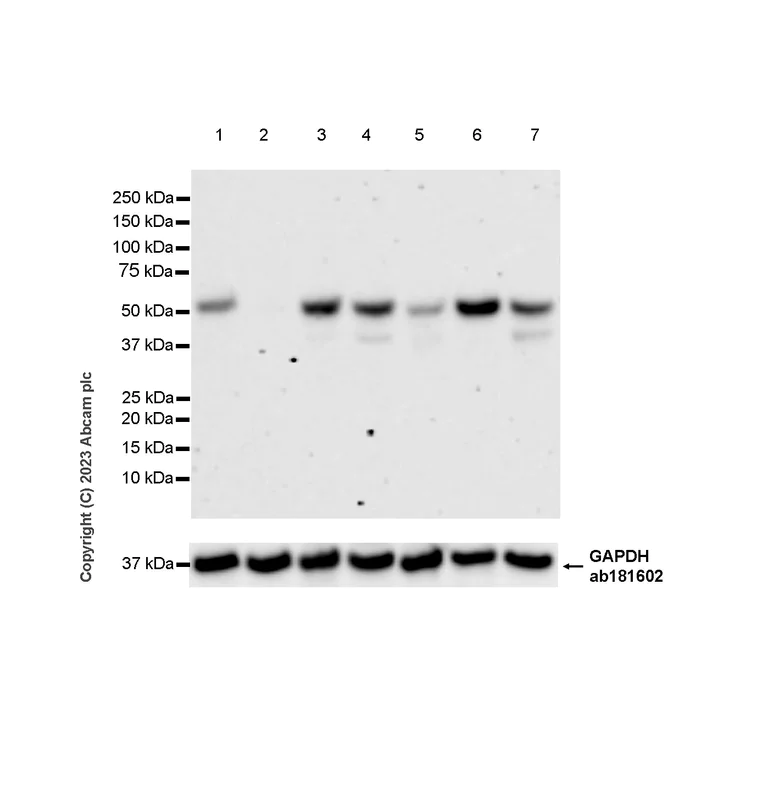 Western blot - Anti-MCRS1/MSP58 antibody [EPR27229-81] (AB316109)