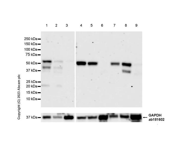Western blot - Anti-MCRS1/MSP58 antibody [EPR27229-81] (AB316109)