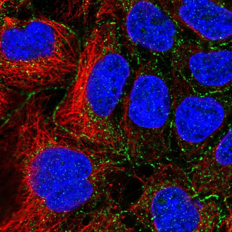 Immunocytochemistry/ Immunofluorescence - Anti-MCT 10 antibody (AB121519), expandable thumbnail