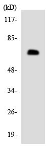 Western blot - Anti-MCT 8 antibody (AB136980)