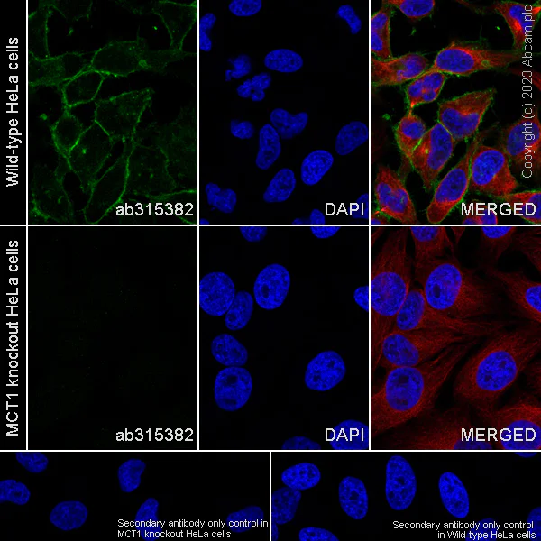 Immunocytochemistry/ Immunofluorescence - Anti-MCT1/Monocarboxylic acid transporter 1 antibody [EPR26702-83] (AB315382)