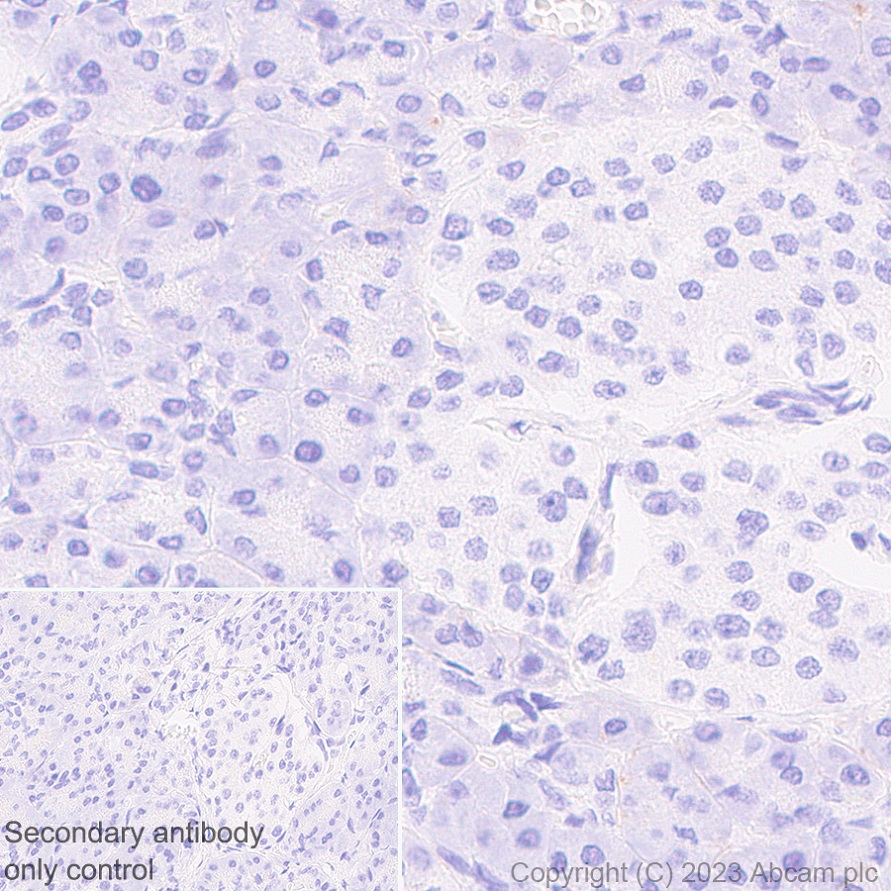Immunohistochemistry (Formalin/PFA-fixed paraffin-embedded sections) - Anti-MCT1/Monocarboxylic acid transporter 1 antibody [EPR26702-83] (AB315382)