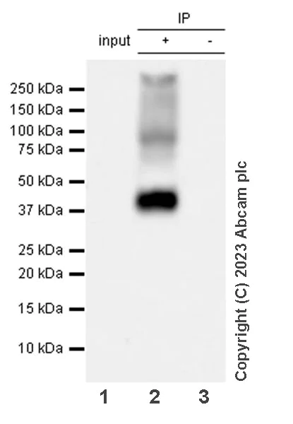 Immunoprecipitation - Anti-MCT1/Monocarboxylic acid transporter 1 antibody [EPR26702-83] (AB315382)