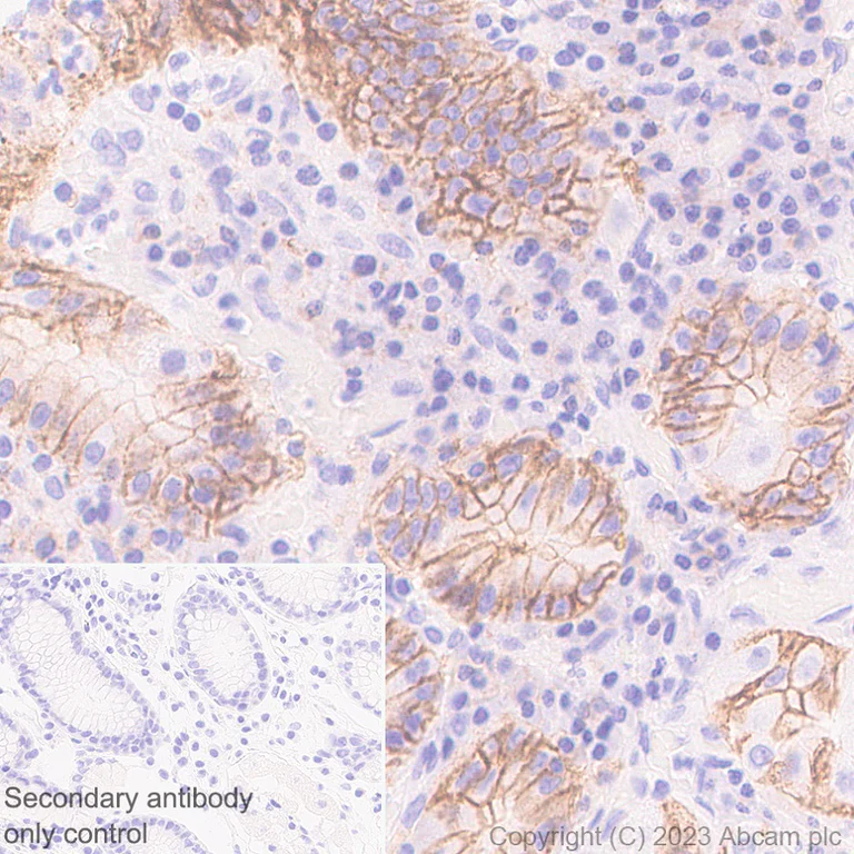 Immunohistochemistry (Formalin/PFA-fixed paraffin-embedded sections) - Anti-MCT1/Monocarboxylic acid transporter 1 antibody [EPR26702-83] - BSA and Azide free (AB315383)