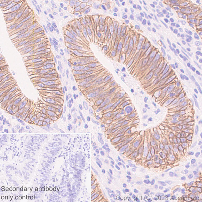 Immunohistochemistry (Formalin/PFA-fixed paraffin-embedded sections) - Anti-MCT1/Monocarboxylic acid transporter 1 antibody [EPR26702-83] - BSA and Azide free (AB315383)