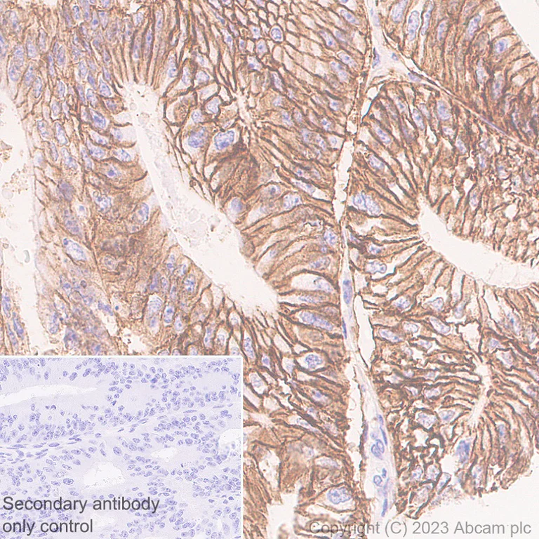 Immunohistochemistry (Formalin/PFA-fixed paraffin-embedded sections) - Anti-MCT1/Monocarboxylic acid transporter 1 antibody [EPR26702-83] - BSA and Azide free (AB315383)
