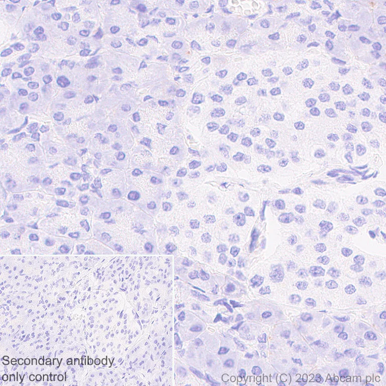 Immunohistochemistry (Formalin/PFA-fixed paraffin-embedded sections) - Anti-MCT1/Monocarboxylic acid transporter 1 antibody [EPR26702-83] - BSA and Azide free (AB315383)