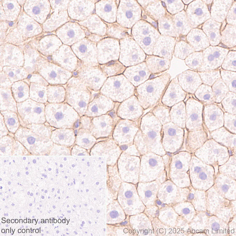 Immunohistochemistry (Formalin/PFA-fixed paraffin-embedded sections) - Anti-MCT1/Monocarboxylic acid transporter 1 antibody [EPR30524-575] (AB324262)