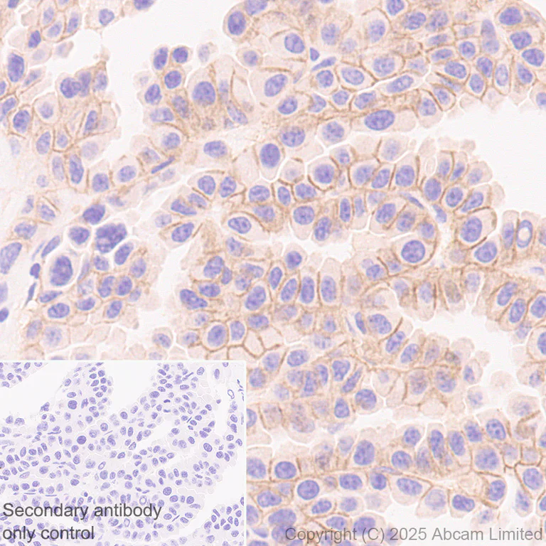 Immunohistochemistry (Formalin/PFA-fixed paraffin-embedded sections) - Anti-MCT1/Monocarboxylic acid transporter 1 antibody [EPR30524-575] (AB324262)