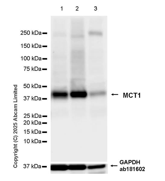 Western blot - Anti-MCT1/Monocarboxylic acid transporter 1 antibody [EPR30524-575] - BSA and Azide free (AB324274)