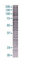 SDS-PAGE - MCT1/Monocarboxylic acid transporter 1 overexpression 293T lysate (whole cell) (AB94055), expandable thumbnail