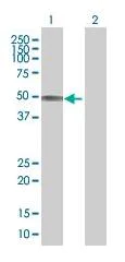 Western blot - MCT1/Monocarboxylic acid transporter 1 overexpression 293T lysate (whole cell) (AB94055)