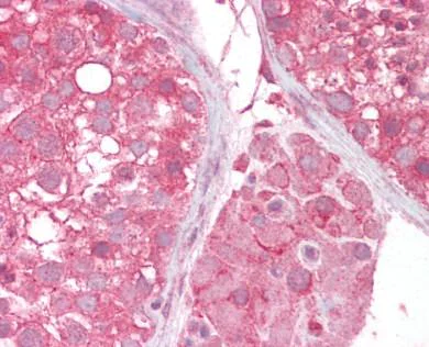 Immunohistochemistry (Formalin/PFA-fixed paraffin-embedded sections) - Anti-MCT2 antibody (AB129290)