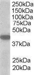 Western blot - Anti-MCT2 antibody (AB129290)